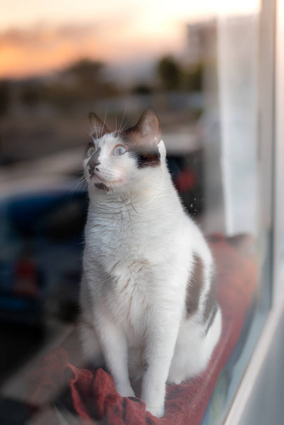 vertical photo. blue-eyed black and white cat leaning out of the window where the sunset is reflected, looks up - Photo, Image