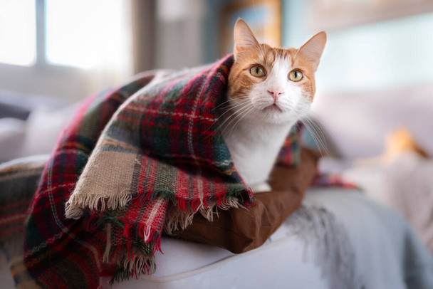 white and brown cat with yellow eyes hiding under a colorful blanket, sticks its head out and looks up - Photo, Image