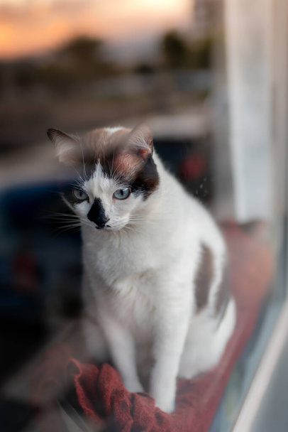 foto vertical. gato blanco y negro de ojos azules que se inclina por la ventana donde se refleja la puesta de sol, mira hacia abajo
 - Foto, imagen