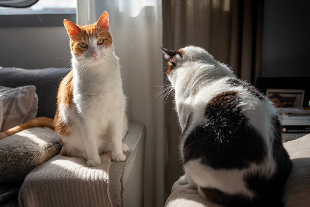 ソファの脇に黄色い目の白い猫と茶色の猫は日光に照らされています。前には太った黒と白の猫がいます。 - 写真・画像
