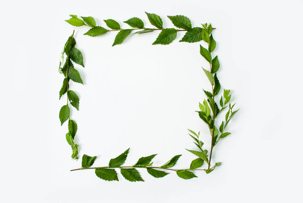 Frame of green leaves isolated on a white background. Place for text. Flat lay. Top view. mock up - Fotografie, Obrázek