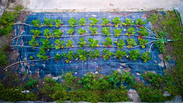 Petite ferme familiale de fraises avec un système d'irrigation frais - Photo, image