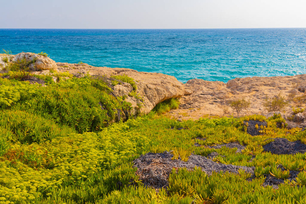 Bellissimo prato autunnale con erbe verdi e gialle vicino al Mar Mediterraneo a Cipro, vista su Ayia Napa
 - Foto, immagini
