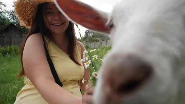 Adorabile giovane donna sorridente baciare carino capra bianca Kid.  - Filmati, video