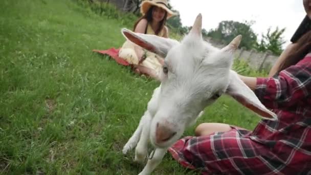 Adorable Young Woman Smiling Kissing Cute White Goat Kid.  - Footage, Video