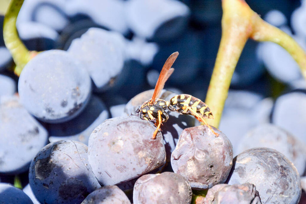 Foto di un bellissimo vigneto di frutta d'uva pronto a produrre vino - Foto, immagini
