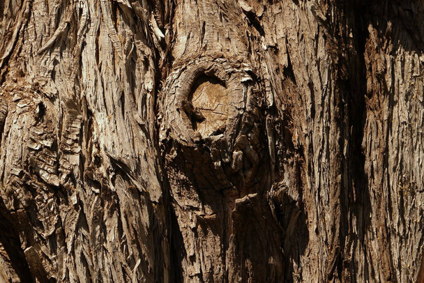 Grube drzewo w ogrodzie - Zdjęcie, obraz