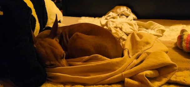 pequeno cão pinscher marrom dorme entre os cobertores suaves em uma cama
 - Foto, Imagem