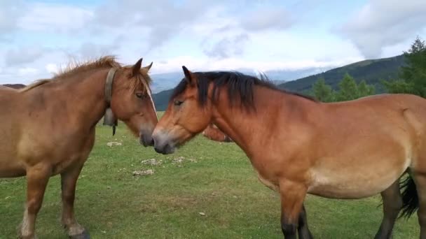 バスク州ウルキオラの牧草地でお互いをなめる茶色の馬 - 映像、動画