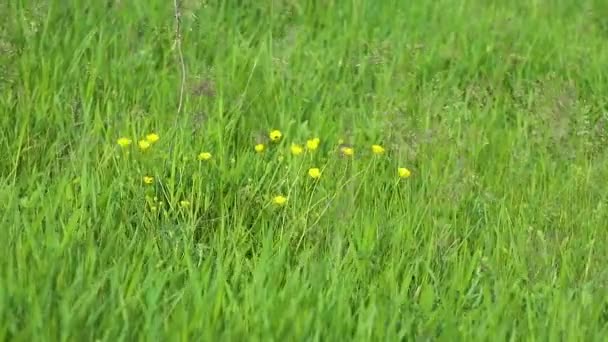 Makro małe żółte kwiaty na zielonym polu letnim zbliżenie. Niewyraźne tło i żywe dzikie nagrania kwiatowe - Materiał filmowy, wideo