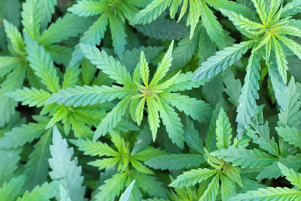 Растение марихуаны в центре изображения на фоне размытых зеленых листьев
 - Фото, изображение