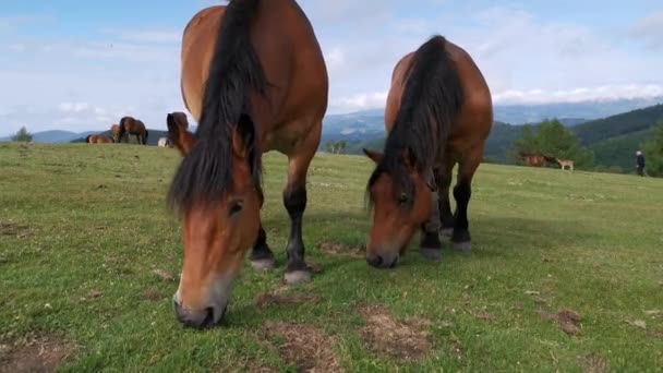 Konie pasące się na zielonych łąkach Urkioli w Kraju Basków - Materiał filmowy, wideo