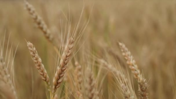 Close-up: Spikelets of wheat with grain shakes wind. Grain harvest ripens in summer. agricultural business concept. environmentally friendly wheat. - Footage, Video