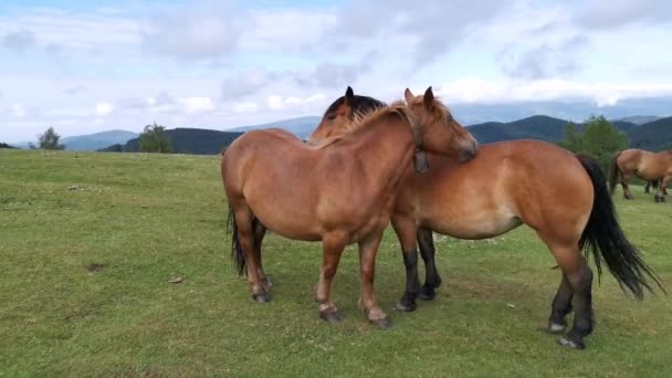 Bruine paarden likken elkaar in de weiden van Urkiola, Baskenland - Video