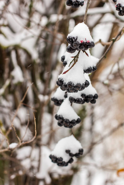 Aronia ilk kez tüylü karla kaplandı kırsal bölgelerde bir bahçe. - Fotoğraf, Görsel