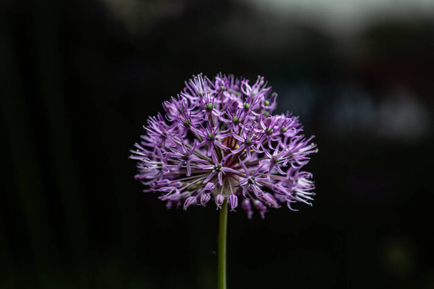 Flower of purple allium decorative bow closeup on a black background. Horizontal orientation.  - Photo, Image