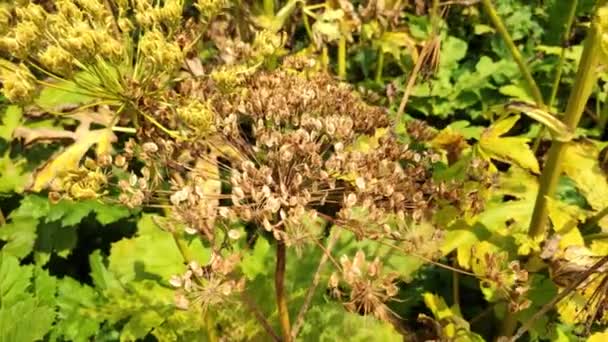 Semi di pericolosa pianta tossica Giant Hogweed (Heracleum, Cow Pastinaca) che forma ustioni e vesciche sulla pelle umana dopo l'influenza. - Filmati, video