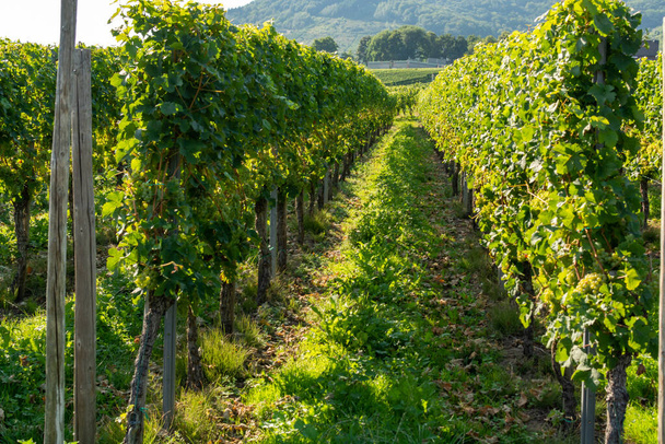 Viñedo con uvas de vinificación blanca, riesling o chardonnay en verano
 - Foto, Imagen