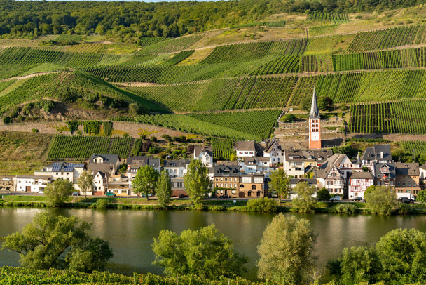 モゼル川渓谷、ドイツ、品質の白と赤のワインの生産、リースリングで有名な緑の段々畑のブドウ畑と風景 - 写真・画像