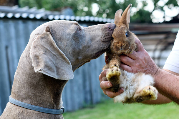 Portret posłuszny pies Weimaraner w profilu z królikiem. - Zdjęcie, obraz