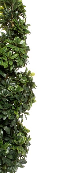 Green decorative bush border - Фото, зображення