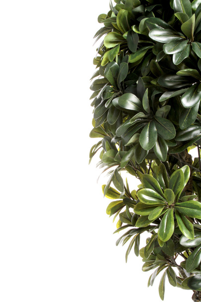Green decorative bush border - Foto, afbeelding