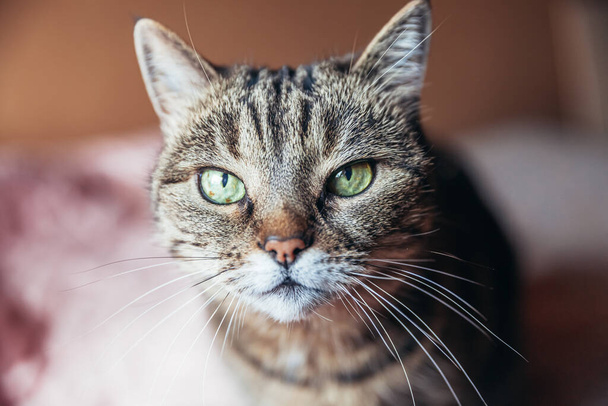 Смішний портрет витривалий короткошерстий домашній кіт-таббі, який розслабляється вдома в приміщенні. Маленький кошеня прекрасний член сім'ї, який грає вдома. Догляд за тваринами та здоров'я
 - Фото, зображення