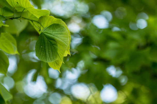 Juicy young leaves of linden (Tilia) on a blurred green background, on a summer evening. - 写真・画像