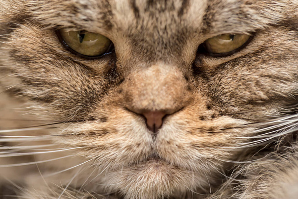 Kızgın bakışlı bir İskoç kedisi. Yakın plan.. - Fotoğraf, Görsel