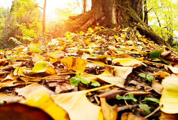 hojas doradas en otoño
 - Foto, Imagen