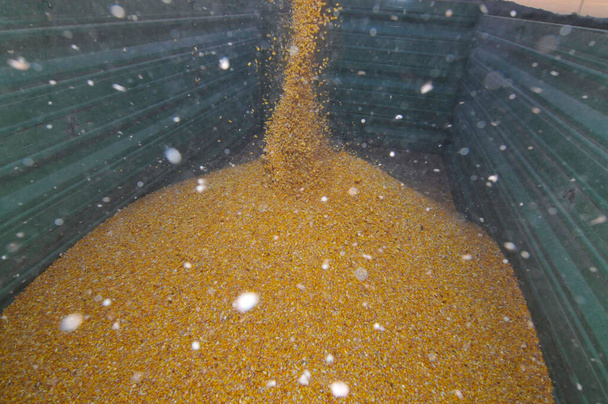 świeżo zebrane ziarna kukurydzy wpadają do pojemnika, zbiory kukurydzy w rolnictwie - Zdjęcie, obraz