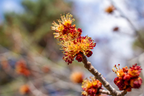 Macro visão abstrata de flores emergentes em uma árvore de bordo vermelho
 - Foto, Imagem