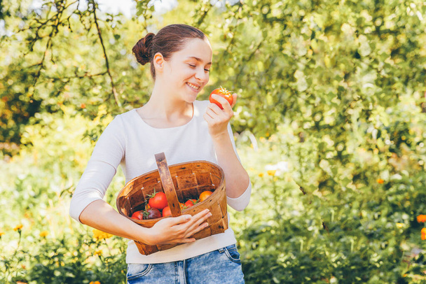 Concepto de jardinería y agricultura. Mujer joven campesina sosteniendo cesta recogiendo tomates orgánicos maduros frescos en el jardín. Productos de invernadero. Producción de alimentos vegetales
 - Foto, Imagen