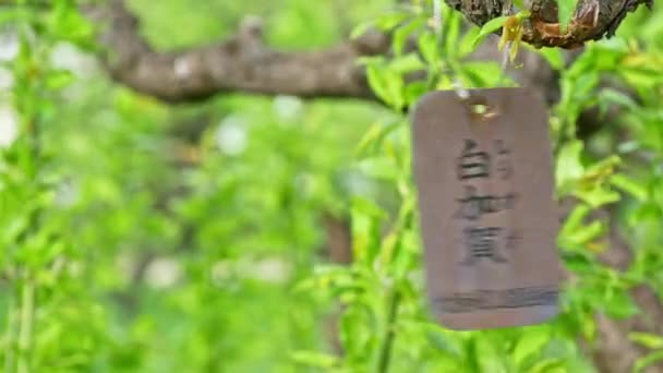Zielona gałąź drzewa z tabliczką z imieniem poruszająca się na wietrze w Japonii - Materiał filmowy, wideo