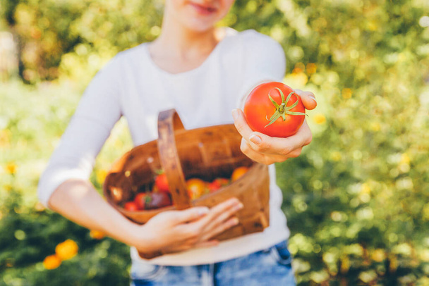園芸と農業の概念。若い女性の農場労働者の手は庭で新鮮な熟した有機トマトを選ぶバスケットを保持しています。温室効果ガス。野菜の生産 - 写真・画像