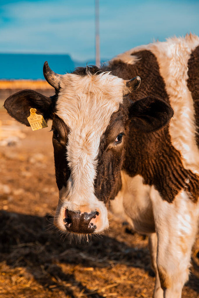 Szwajcarska krowa z białymi czarnymi wzorami na skórze i kolczykiem w uchu - Zdjęcie, obraz
