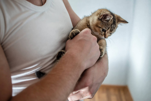 Cute, small British purebred kitten sits on the powerful hands of a man and looking down with interest. Close-up. - Foto, immagini