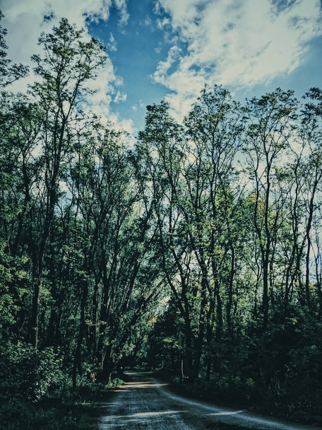 Таинственные леса, как дикая природа пейзаж, удивительные деревья в зеленом лесу, природа и окружающая среда
 - Фото, изображение
