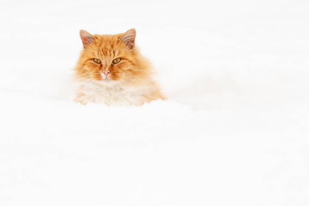 美しくふわふわの生姜猫は、雪のドリフト、霜の多い冬の日から見えます. - 写真・画像
