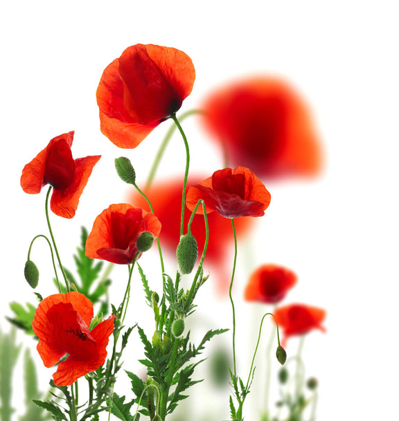 Beautiful red poppy flowers on white background - Valokuva, kuva