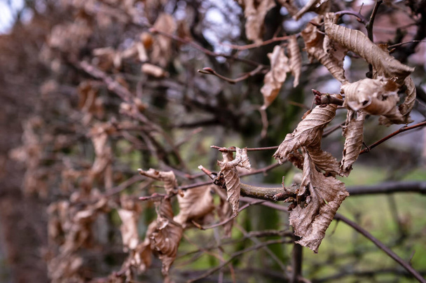 Suché hnědé listí viselo na větvích stromů, v parku, celý podzim a zimu, a zůstalo až do jara. - Fotografie, Obrázek