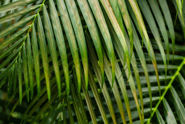 Groene takken van palmbomen bij daglicht. Close-up. - Foto, afbeelding