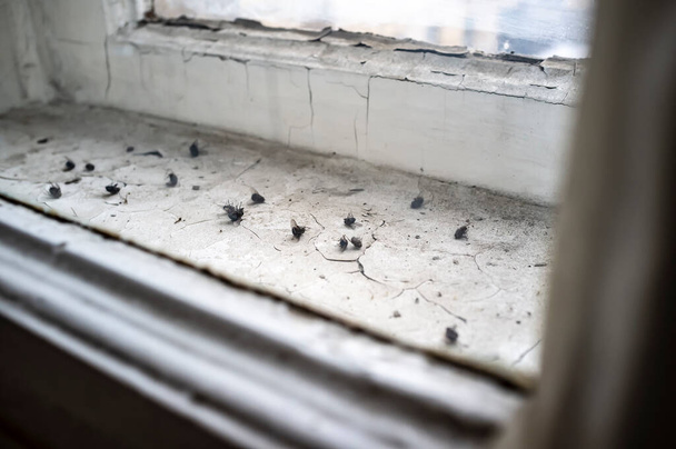 冬の終わりに町の家で、剥離塗料で汚れた窓枠の2つの窓枠の間に数多くの死んだ乾燥ハエ。閉鎖. - 写真・画像
