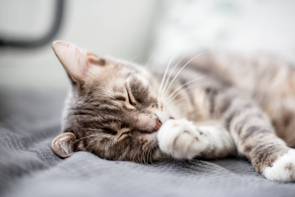 Νεαρή, χαριτωμένη γάτα κοιμάται στο κρεβάτι στο φως της ημέρας που έρχεται από το παράθυρο. Κοντινό πλάνο. - Φωτογραφία, εικόνα