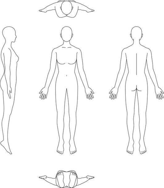 Illustratie van het menselijk lichaam. Vrouwelijke schets - Vector, afbeelding