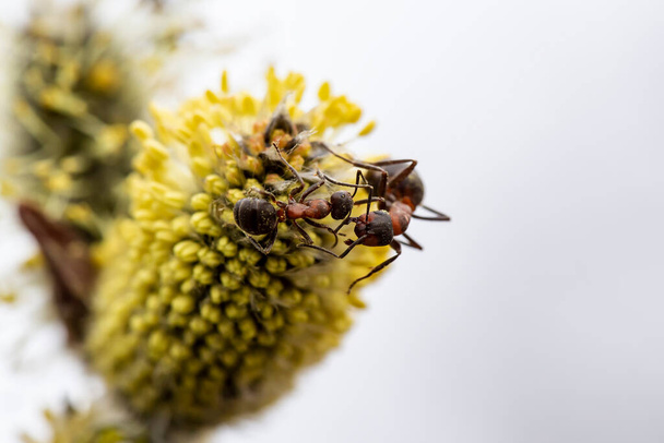 Two red forest ant (Formica rufa) are fighting on a fluffy, yellow willow bud, on a blurred background. Macro. Close-up. - Photo, Image