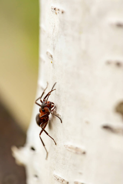 Hormiga del bosque rojo (Formica rufa) sentada sobre un abedul, sobre un fondo borroso. Macro. Primer plano
. - Foto, imagen