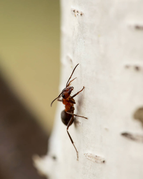 Vörös erdei hangya (Formica rufa) ül egy nyírfa, homályos háttérrel. Makró. Közelkép. - Fotó, kép