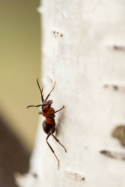 Κόκκινο μυρμήγκι του δάσους (Formica rufa) κάθεται σε μια σημύδα, σε ένα θολό φόντο. Μακρο. Κοντινό πλάνο. - Φωτογραφία, εικόνα