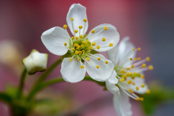Gyönyörű fehér virágok cseresznye (Prunus subg. Cerasus), éles, finom korallkék háttérrel. Makró. Közelkép. - Fotó, kép